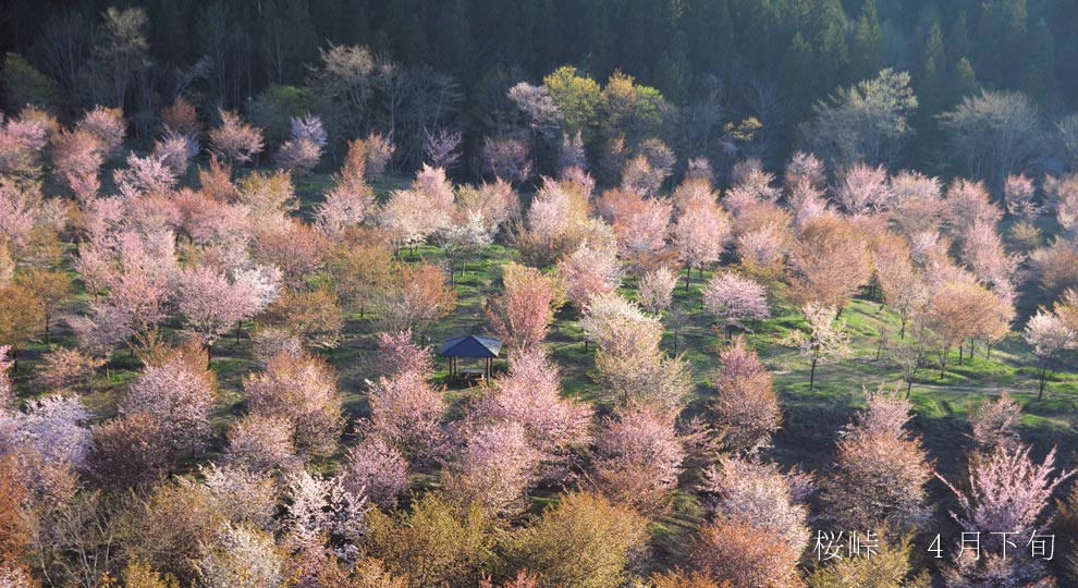 裏磐梯桜峠のサクラ4月下旬